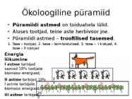 Energiavoog ökosüsteemis #7