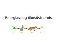 Energiavoog ökosüsteemis