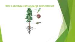 Lahemaa rahvuspark #12