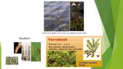 Lahemaa rahvuspark #13