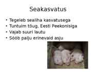 Põllumajandus #8