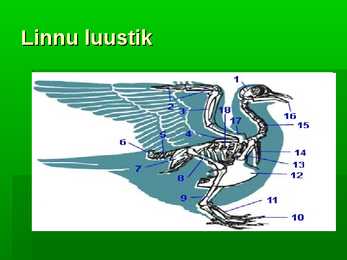 Metsalinnud #3