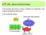 Metabolism ettekanne #13