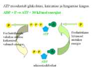 Metabolism ettekanne #14