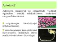 Metabolism ettekanne #3