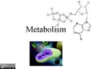 Metabolism ettekanne