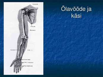 Ossa membri superioris et inferioris #2