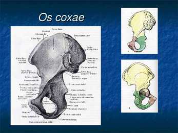 Ossa membri superioris et inferioris #11