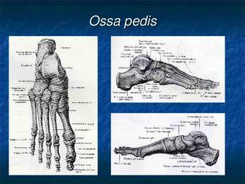 Ossa membri superioris et inferioris #19