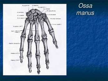 Ossa membri superioris et inferioris #8