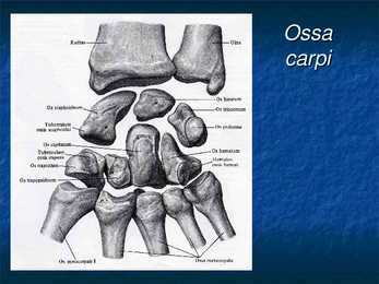 Ossa membri superioris et inferioris #9