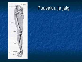 Ossa membri superioris et inferioris #10