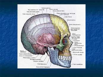 Cranium #2