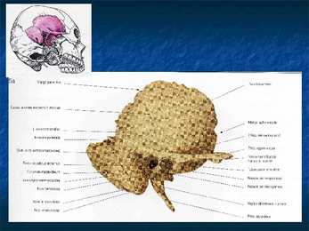 Cranium #14