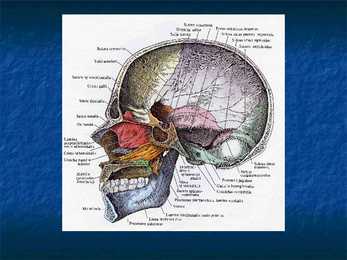 Cranium #28