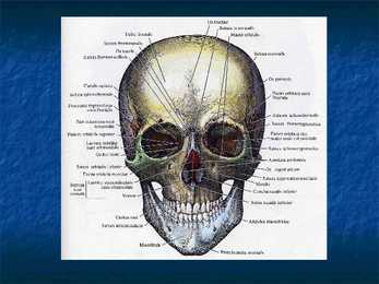 Cranium #29