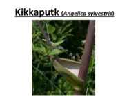 Antiik Kreeka aiad #13