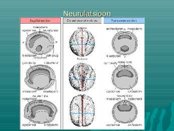 Systema nervosum #2