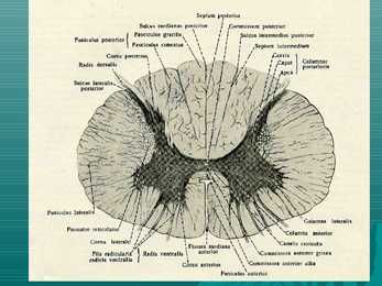 Systema nervosum #8