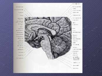 Systema nervosum #11