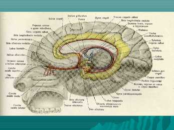 Encephalon #16
