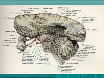 Encephalon #17