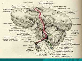 Encephalon #18