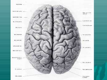 Encephalon #4