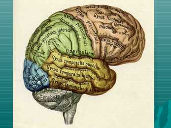 Encephalon #5