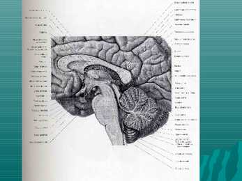 Encephalon #8