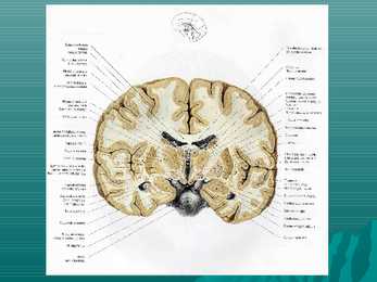 Encephalon #9