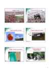 Ladestamine #5