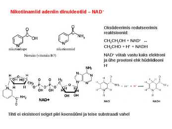 Koensüümid ja vitamiinid #8