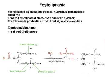 Lipiidid #15