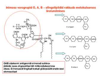 Lipiidid #20