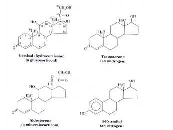 Lipiidid #24