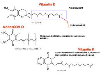 Lipiidid #26