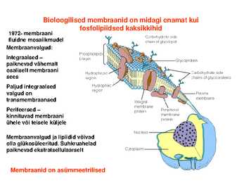 Lipiidid #29