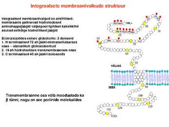 Lipiidid #31