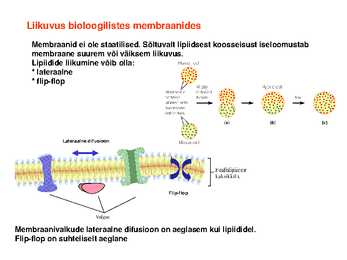 Lipiidid #33