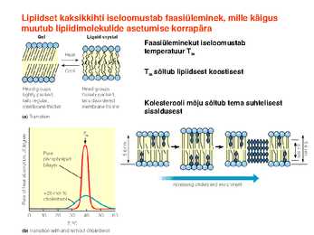 Lipiidid #34