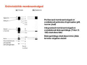 Lipiidid #36