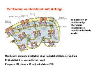 Lipiidid #37