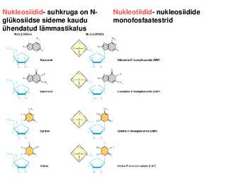 Nukleiinhapped #6