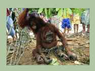 Palm oil #11