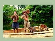 Palm oil #13
