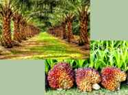 Palm oil #3