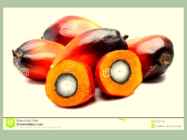 Palm oil #5