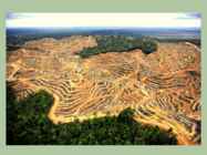Palm oil #9