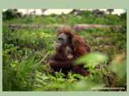 Palm oil #10